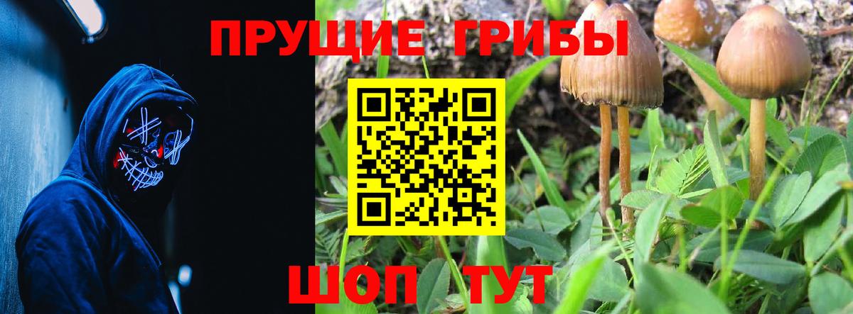 Галлюциногенные грибы GOLDEN TEACHER  где найти   Галлюциногенные грибы Psilocybe  Знаменск  Вход с VPN 